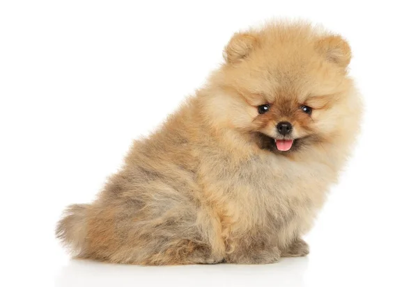 Portrét Štěněte Pomeranian Spitz Bílém Pozadí — Stock fotografie