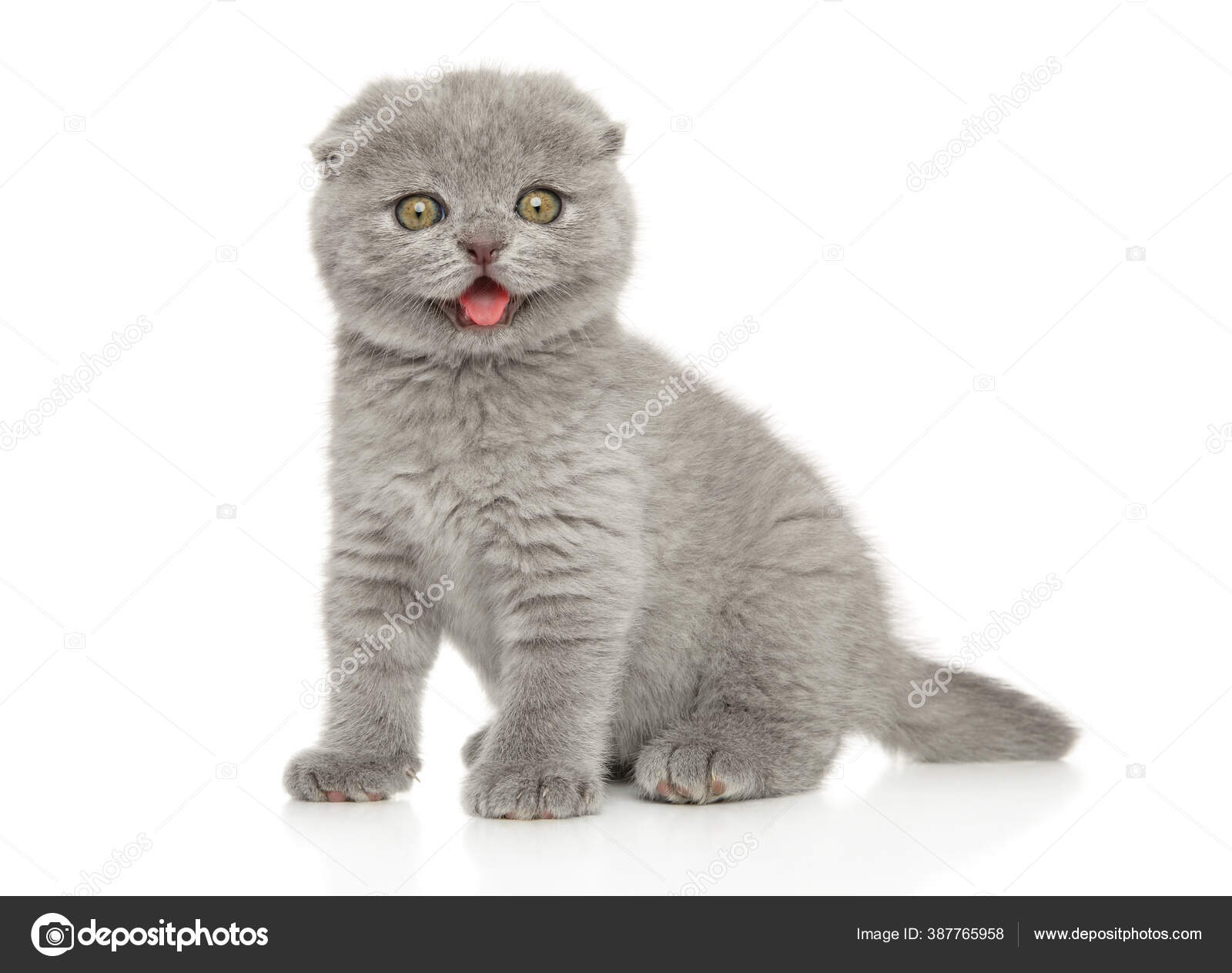 Brittish Stock Photos u0026 Royalty-Free Images  Depositphotos
