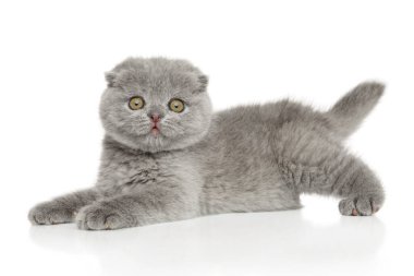 Beyaz arka planda yatan İskoç kedi yavrusu. Yavru hayvanların teması