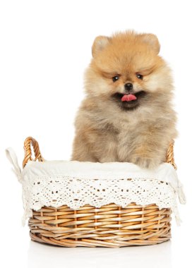 Beyaz arka planda hasır sepette Pomeranya Spitz köpeği. Ön görünüm