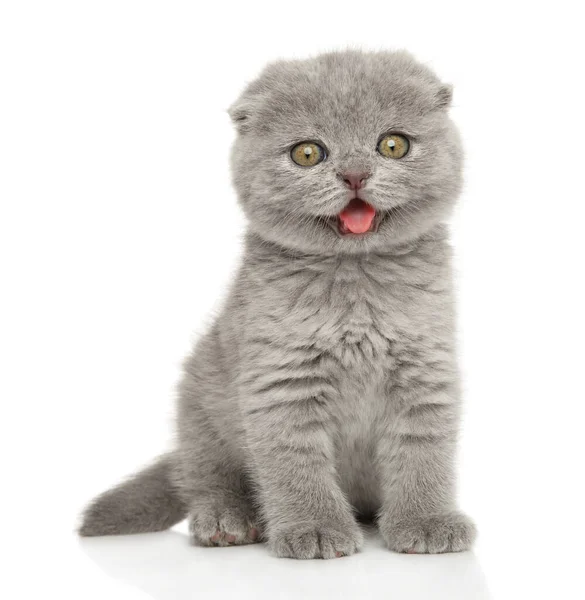 Portret Van Een Vrolijke Schotse Vouw Kitten Witte Achtergrond — Stockfoto