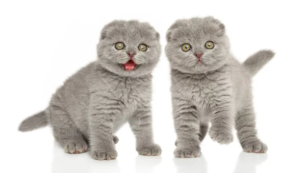 Dwa Szkockie Kociaki Krotnie Białym Tle Temat Dla Niemowląt — Zdjęcie stockowe