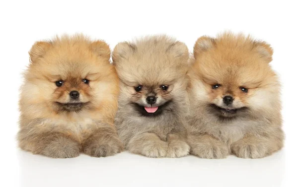 Three Happy Pomeranian Spitz Puppies Lie Together White Background — Stock Photo, Image