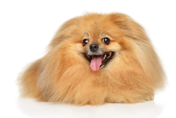 Retrato Peludo Spitz Pomeraniano Sobre Fondo Blanco — Foto de Stock