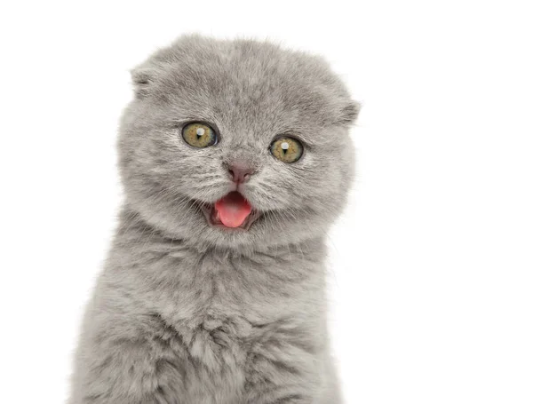 Detailní Záběr Portrét Skotského Složeného Koťátka Bílém Pozadí Téma Zvířete — Stock fotografie