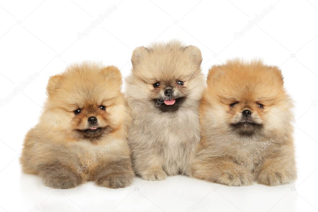 Three Pomeranian spitz puppies lie together on a white background. Baby animal theme