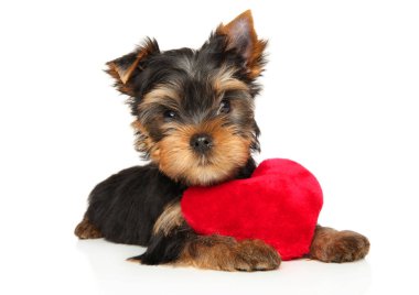 Yorkshire Terrier köpek yavrusu kalp şeklinde kırmızı pelüş bir oyuncak beyaz arka planda yatıyor.
