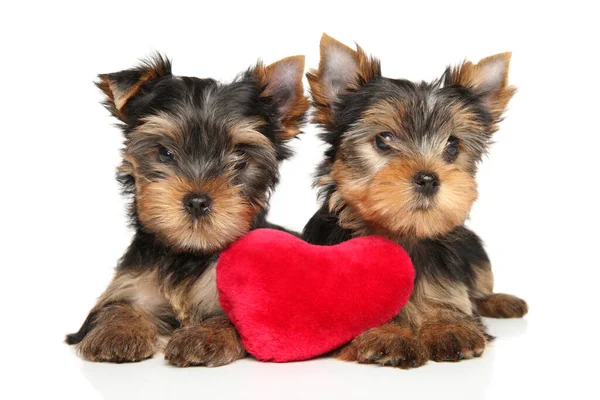 Yorkshire Terrier Cachorros Con Juguete Peluche Rojo Forma Corazón Encuentra —  Fotos de Stock