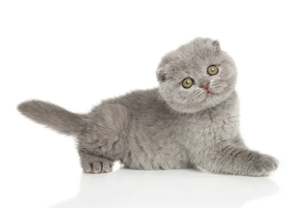 Skotské Skládací Kotě Pózující Bílém Pozadí Téma Dětských Zvířat — Stock fotografie