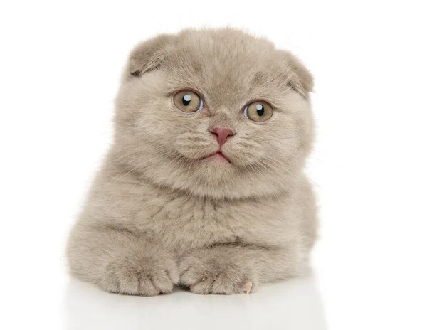 Skoç Kedi Yavrusu Beyaz Arka Planda Yatıyor Manzara — Stok fotoğraf