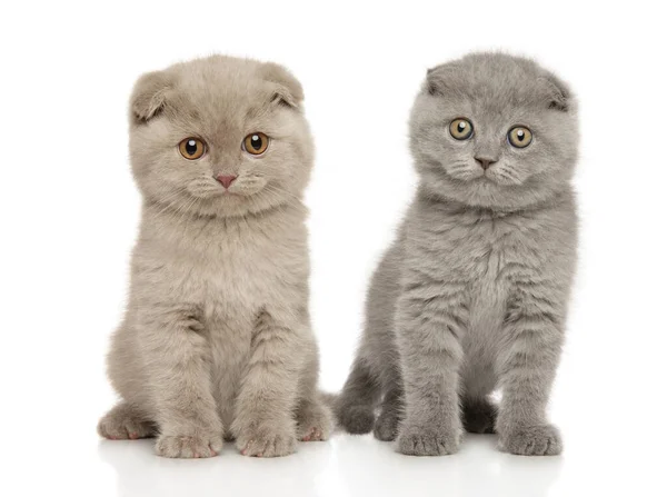 Due Gattini Pieghevoli Scozzesi Siedono Uno Sfondo Bianco Vista Frontale — Foto Stock