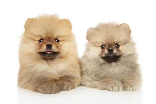 Los Cachorros Pomeranianos Yacen Sobre Fondo Blanco Tema Bebé Animal — Foto de Stock