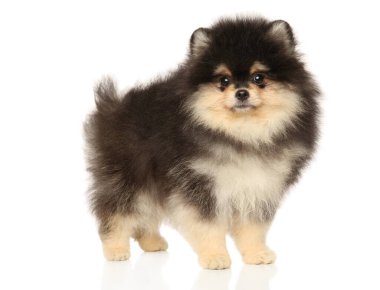 Beyaz arka planda genç bir Pomeranya Spitz portresi