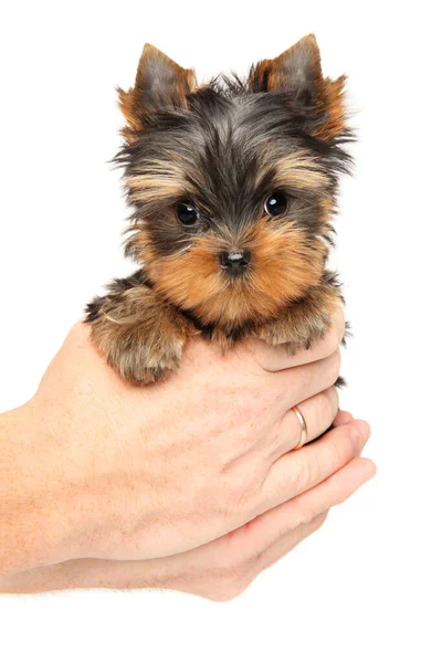 Man Holds Yorkshire Terrier Puppy Hands White Background Baby Animal — Stock Photo, Image