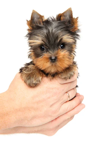 Homem Segura Cachorro Yorkshire Terrier Nas Mãos Fundo Branco Tema — Fotografia de Stock