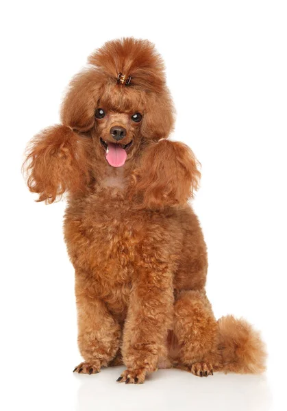 Poodle Nano Rosso Curato Uno Sfondo Bianco — Foto Stock