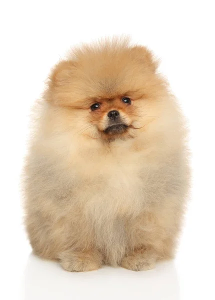 Pomeranian Spitz Štěně Sedí Bílém Pozadí — Stock fotografie