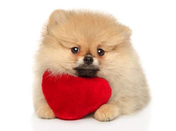 Pomeranian Spitz Lies White Background Toy Shape Red Heart — Stock Photo, Image