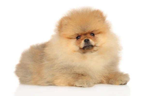 Pomeranian Spitz Štěně Leží Bílém Pozadí Témata Zvířat — Stock fotografie