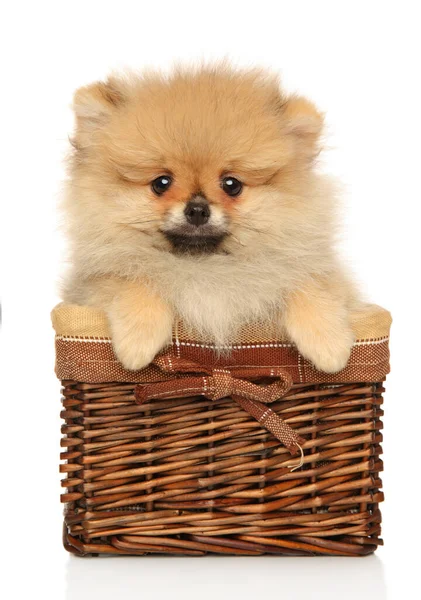 Cute Pomeranian Spitz Cesta Vime Olhando Para Câmera Fundo Branco — Fotografia de Stock