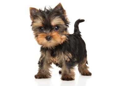 Beyaz arka planda bir Yorkshire Terrier köpeğinin yakın çekimi