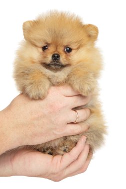 Pomeranian Spitz köpeğini elinde tutan adam beyaz arka planda.