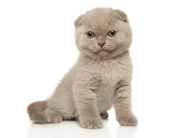 Beyaz Bir Arka Planda Sarkık Kulaklı Skoç Bir Kedinin Yakın — Stok fotoğraf