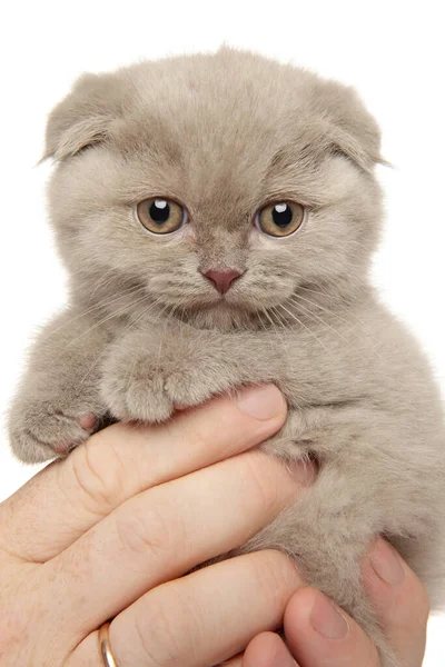 Man Holds Cute Scottish Fold Kitten Hands White Background — Stock Photo, Image