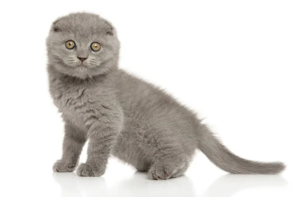 Lindo Gatito Pliegue Escocés Mirando Cámara Sentado Sobre Fondo Blanco — Foto de Stock