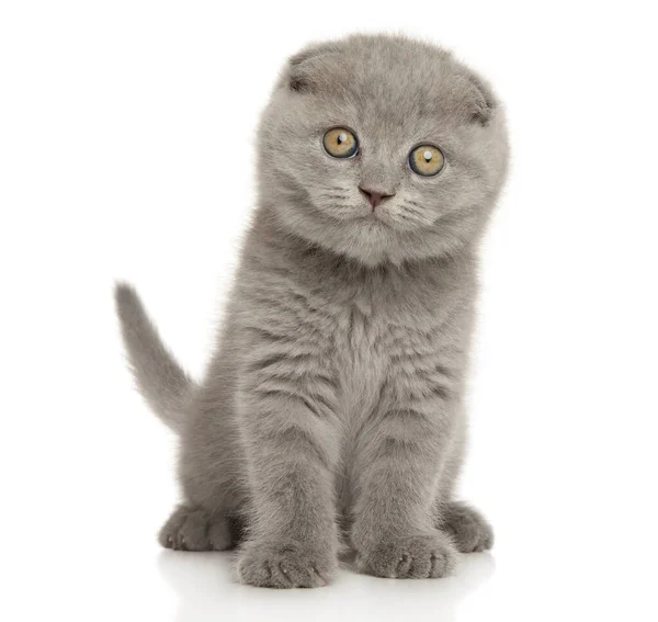 Beyaz Arka Planda Oturan Sevimli Skoç Kedi Yavrusu — Stok fotoğraf