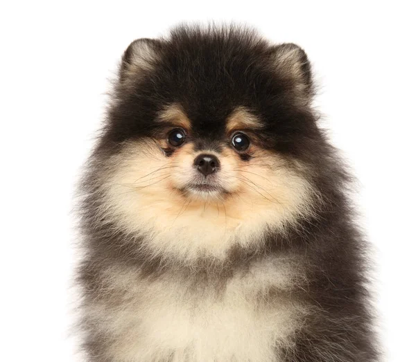 Detailní Záběr Štěňátka Pomeranian Spitz Bílém Pozadí — Stock fotografie