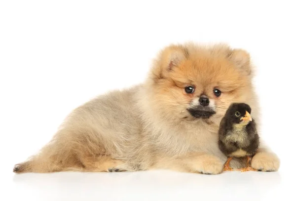 Pomeranian Spitz Filhote Cachorro Com Uma Garota Preta Deitada Fundo — Fotografia de Stock