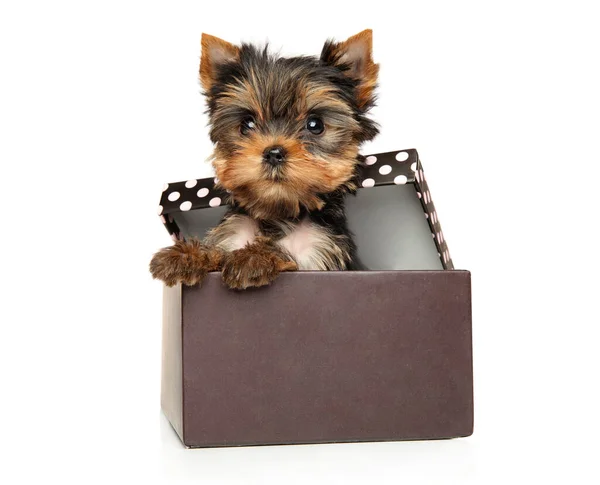 Yorkshire Terrier Puppy Sits Open Gift Box — Stock Photo, Image