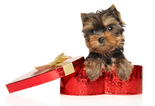 Yorkshire Terrier Cachorro Una Caja Forma Corazón Sobre Fondo Blanco —  Fotos de Stock