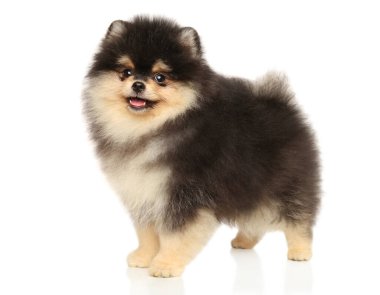 Pomeranian Spitz köpeği beyaz arka planda duruyor.