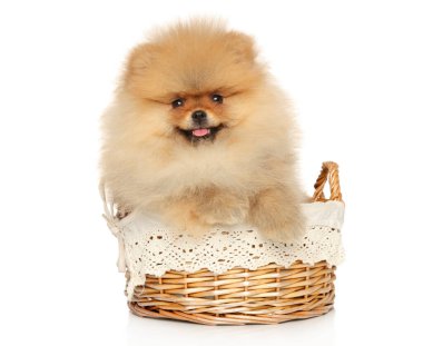 Beyaz arka planda hasır sepette Pomeranian Spitz köpeği