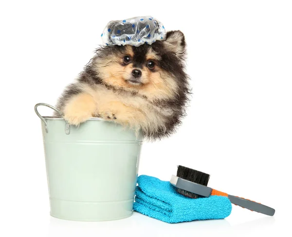 Pomeranian Puppy Bathing Cap Bucket Towel White Background — Stock Photo, Image