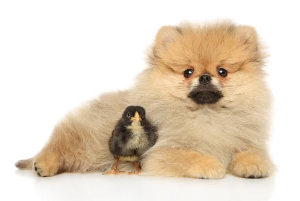 Pomeranian Spitz Puppy Met Een Zwart Kuiken Liggend Een Witte — Stockfoto