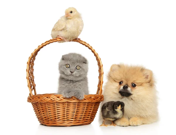 Skupina Domácích Zvířat Bílém Pozadí Skotská Skládací Koťata Kuřata Pomeranian — Stock fotografie