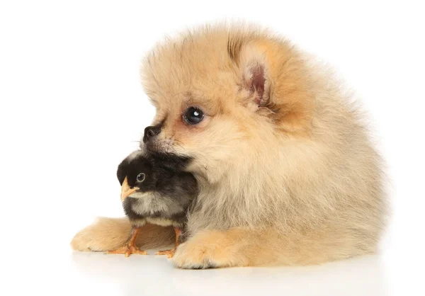 Pomeranian Spitz Cachorro Con Polluelo Negro Acostado Sobre Fondo Blanco —  Fotos de Stock