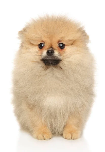 Aranyos Pomeranian Spitz Néz Kamera Egy Fehér Háttér — Stock Fotó