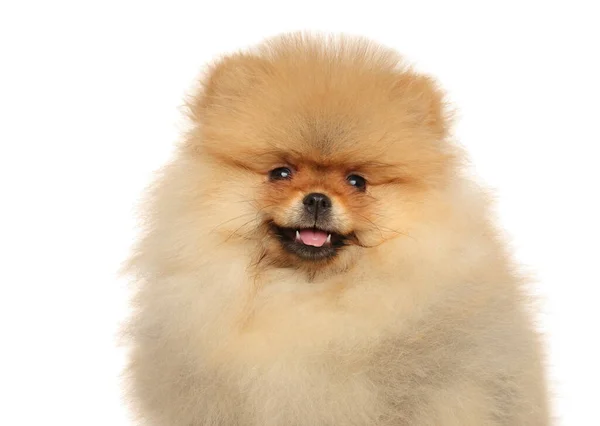 Detailní Záběr Štěňátka Pomeranian Spitz Bílém Pozadí — Stock fotografie