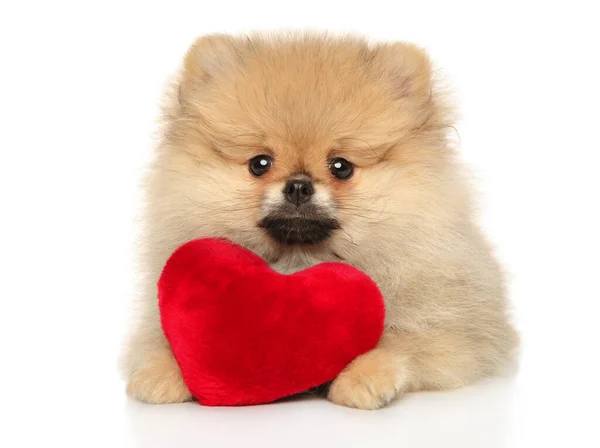 Pomeranian Spitz Encontra Fundo Branco Com Brinquedo Forma Coração Vermelho — Fotografia de Stock