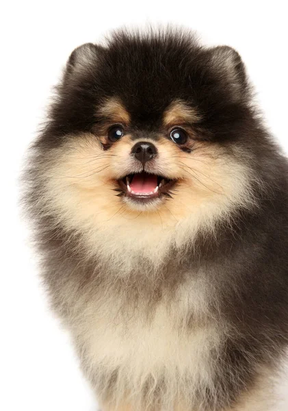 白い背景に孤立した幸せなポメラニアの子犬のクローズアップ — ストック写真