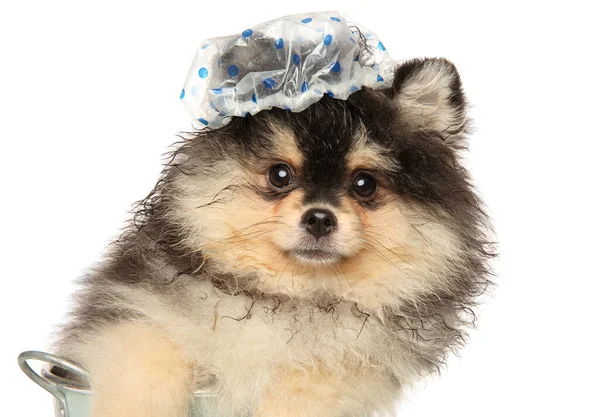 Pomeranian Spitz Een Badmuts Een Witte Achtergrond — Stockfoto