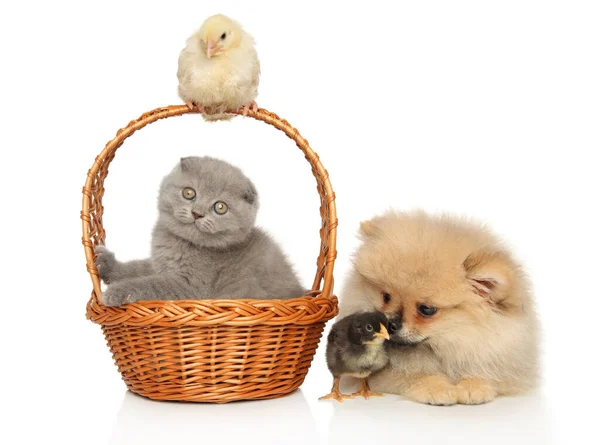 Skotský Složit Kotě Kuřata Pomeranian Spitz Dohromady Bílém Pozadí — Stock fotografie