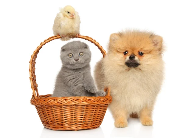Scottish Fold Kitten Chick Pomeranian Spitz Together White Background — Stock Photo, Image