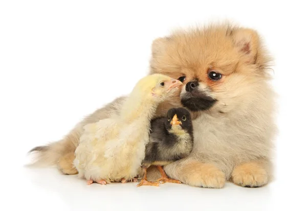 Pomeranian Spitz Twee Kippen Een Witte Achtergrond — Stockfoto