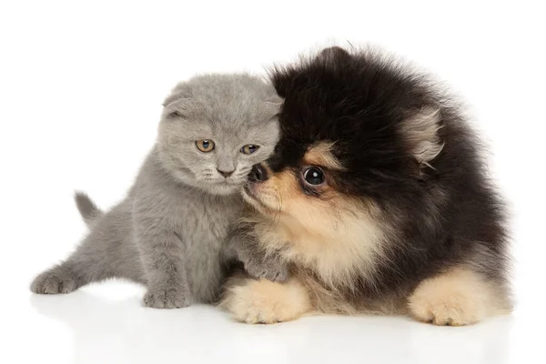 Skotský Fold Pomeranian Štěně Spolu Bílém Pozadí — Stock fotografie