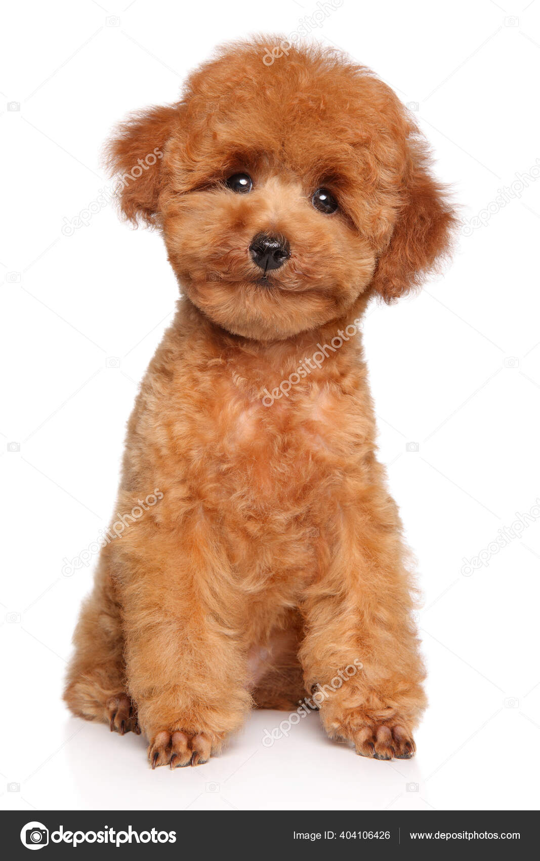 Happy Dog Toy Poodle Puppy Sits White Background Front View